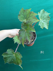 Begonia ‘Brush Strokes’