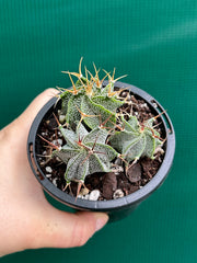 Astrophytum