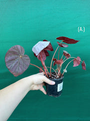 Begonia ‘Harmony’s Stormy Sunset’ NEW
