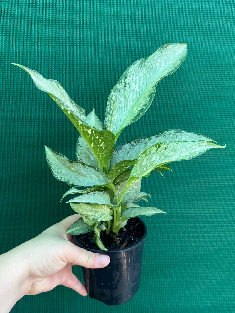 Dieffenbachia ‘Memoria Corsii’