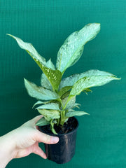 Dieffenbachia ‘Memoria Corsii’