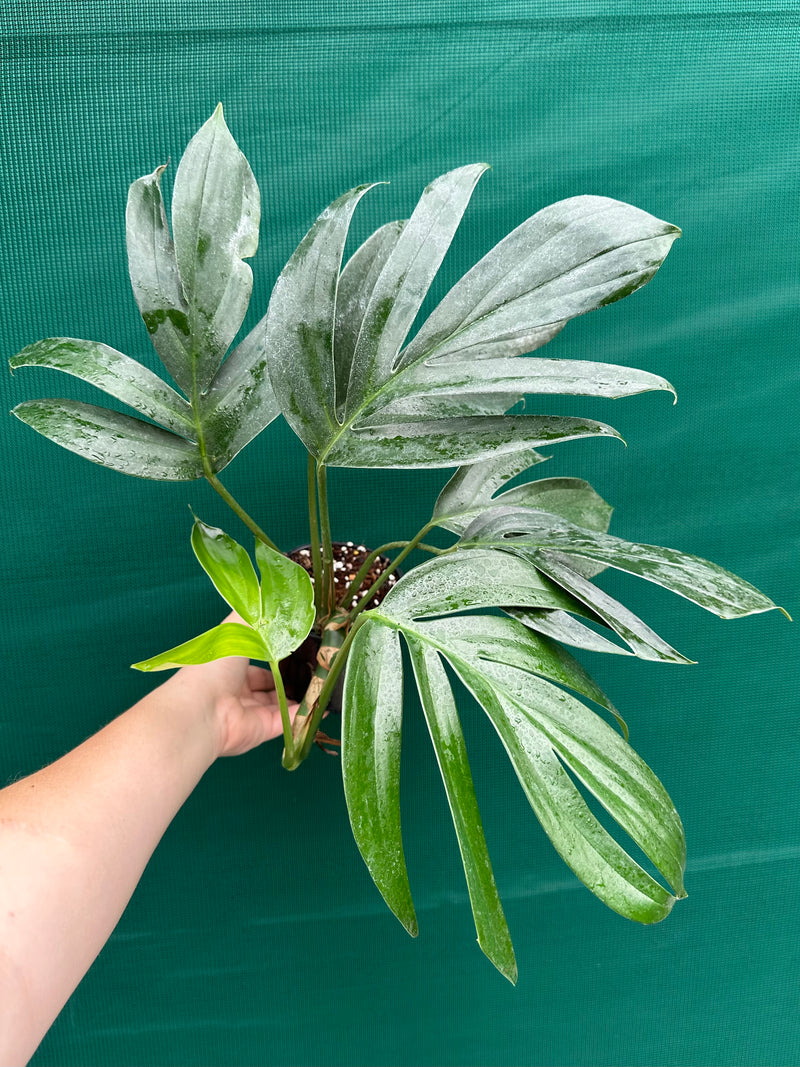 Epipremnum ‘Dragons Tail’