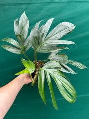 Epipremnum ‘Dragons Tail’