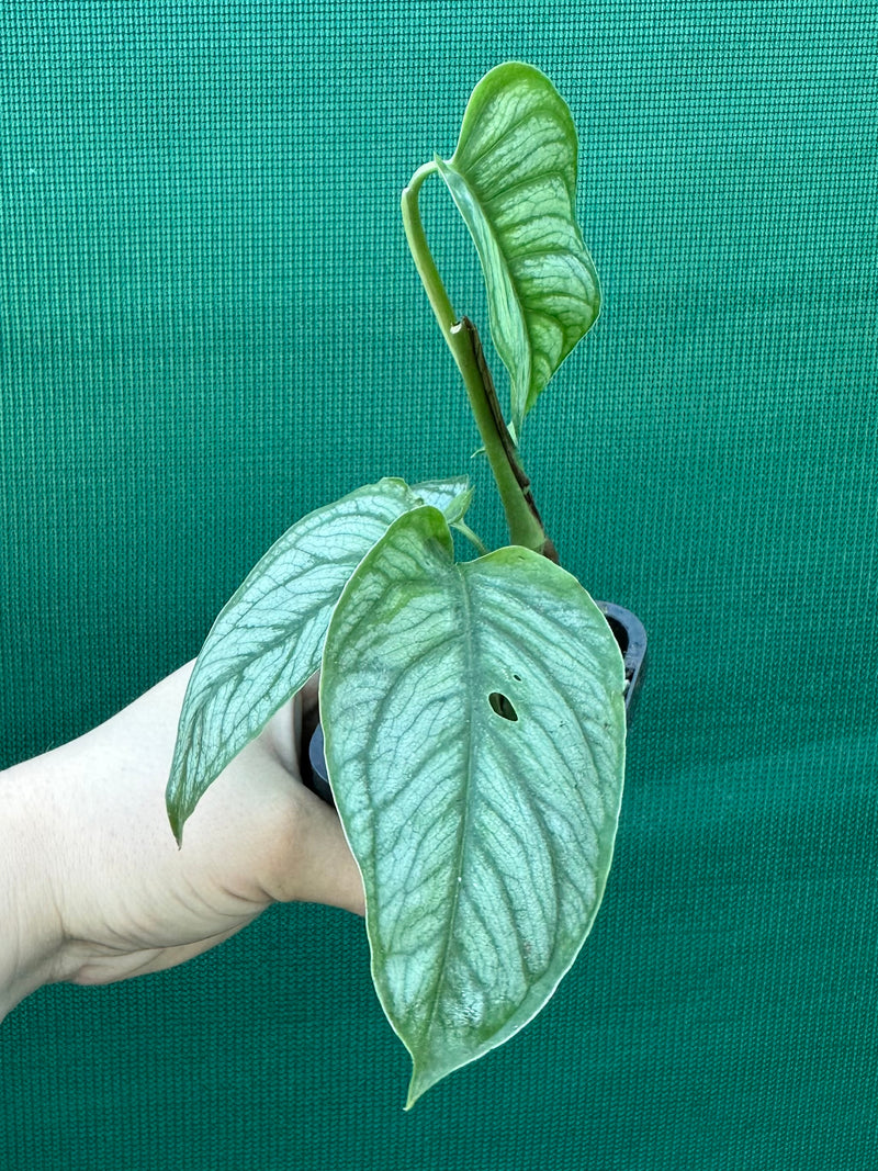 Monstera ‘El Salvador’