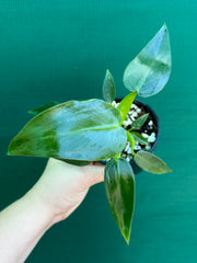 Philodendron ‘Martianum’ NEW