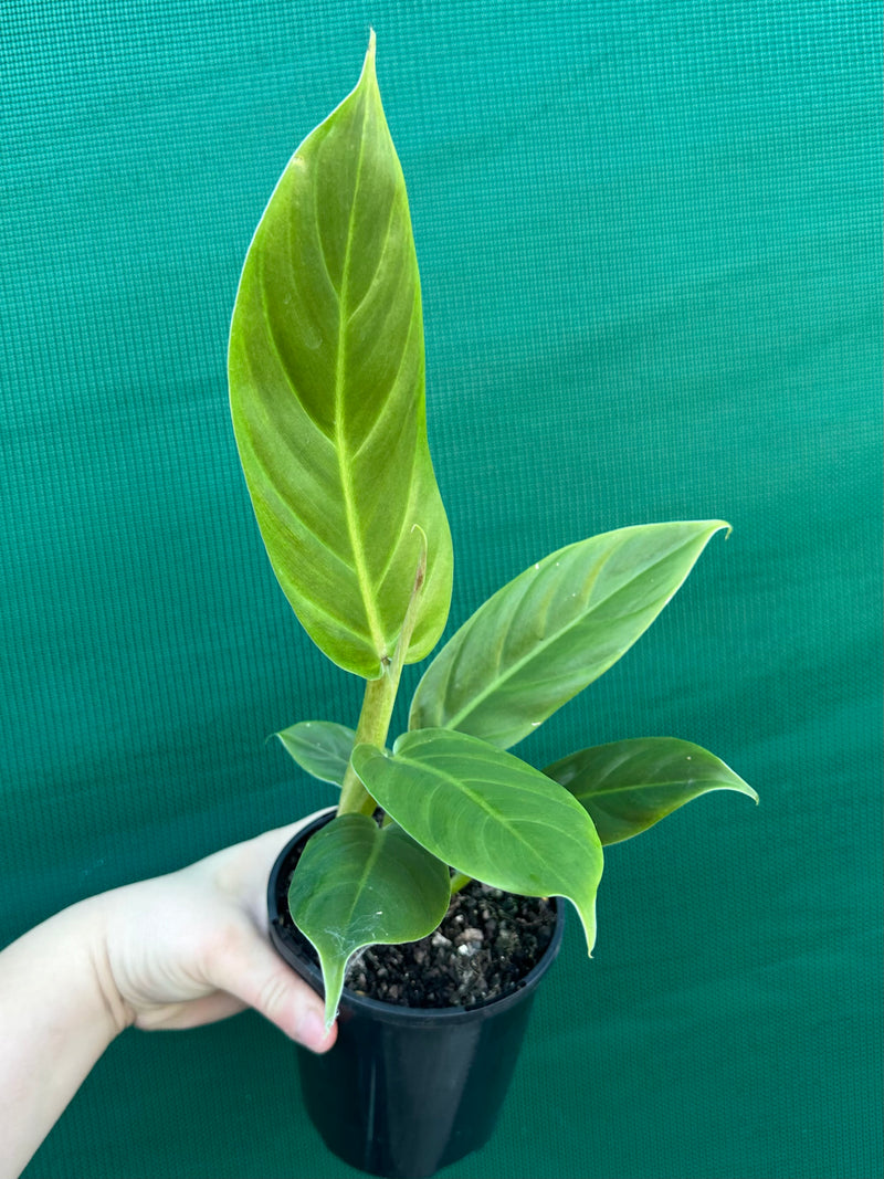 Philodendron ‘Subhast’