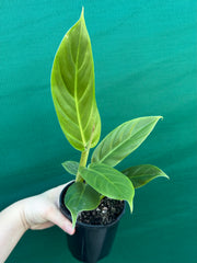 Philodendron ‘Subhast’