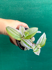 Tradescantia ‘Nanouk’
