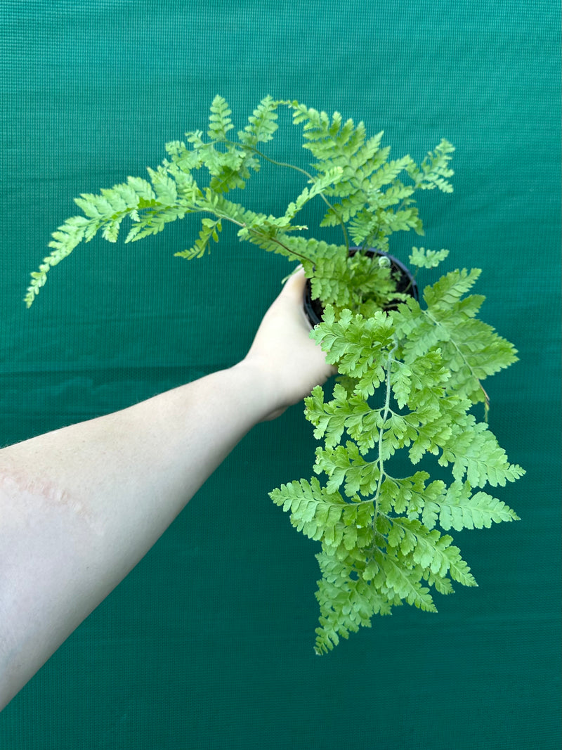 Pteris Fern Unknown 6
