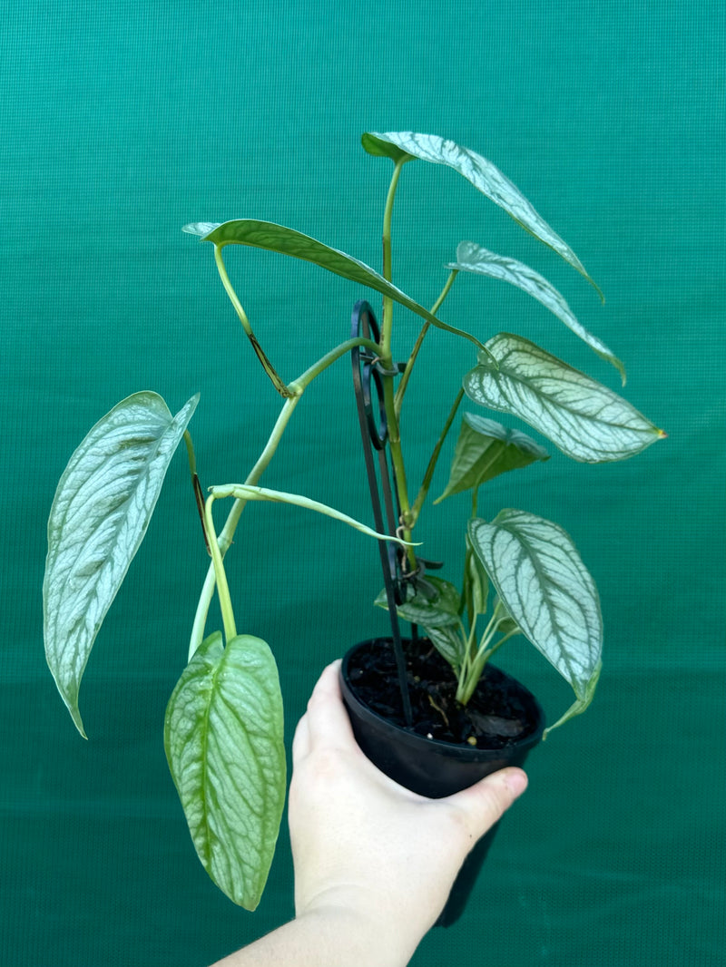 Monstera 'El Salvador'