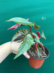 Begonia ‘Ginny Galaxy’
