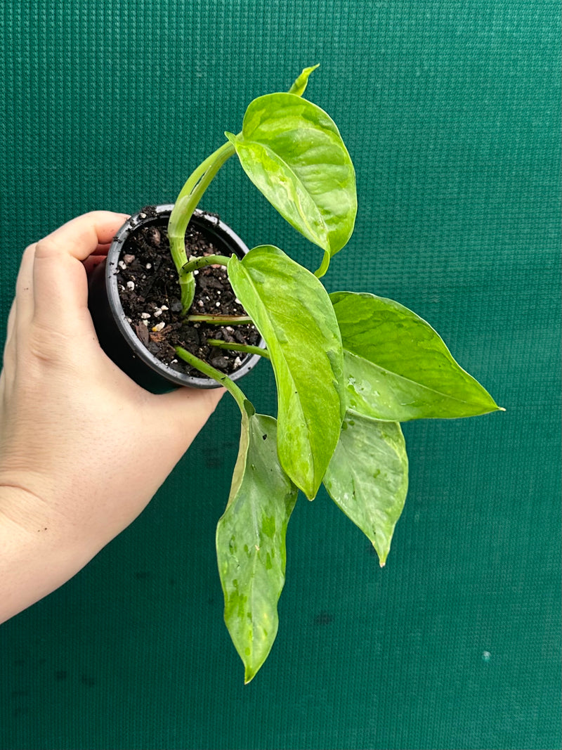 Pothos 'Green Queen’