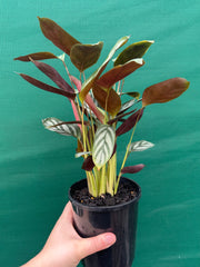 Ctnenanthe oppenheimiana