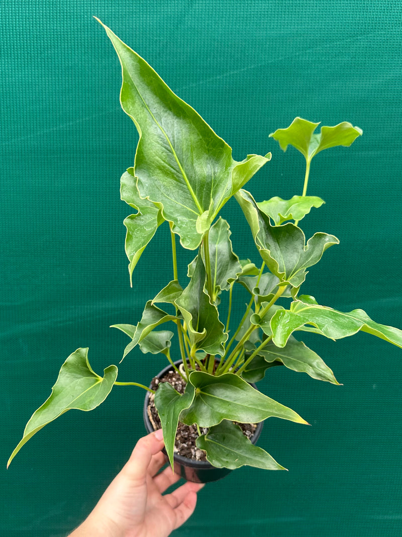 Anthurium ferrierense crisped NEW
