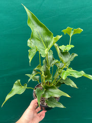 Anthurium ferrierense crisped NEW