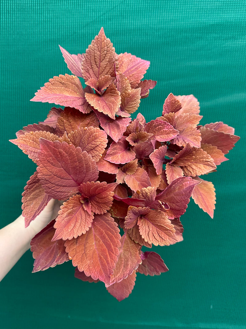 Coleus ‘Reds’ NEW