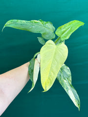 Philodendron ‘Domesticum Variegated’