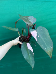 Philodendron ‘Pink Princess’