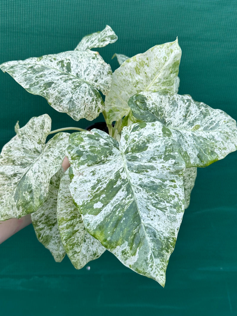 Alocasia odora batik ‘Splash’