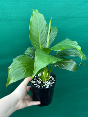 Spathiphyllum ‘Peace Lily Mojo’