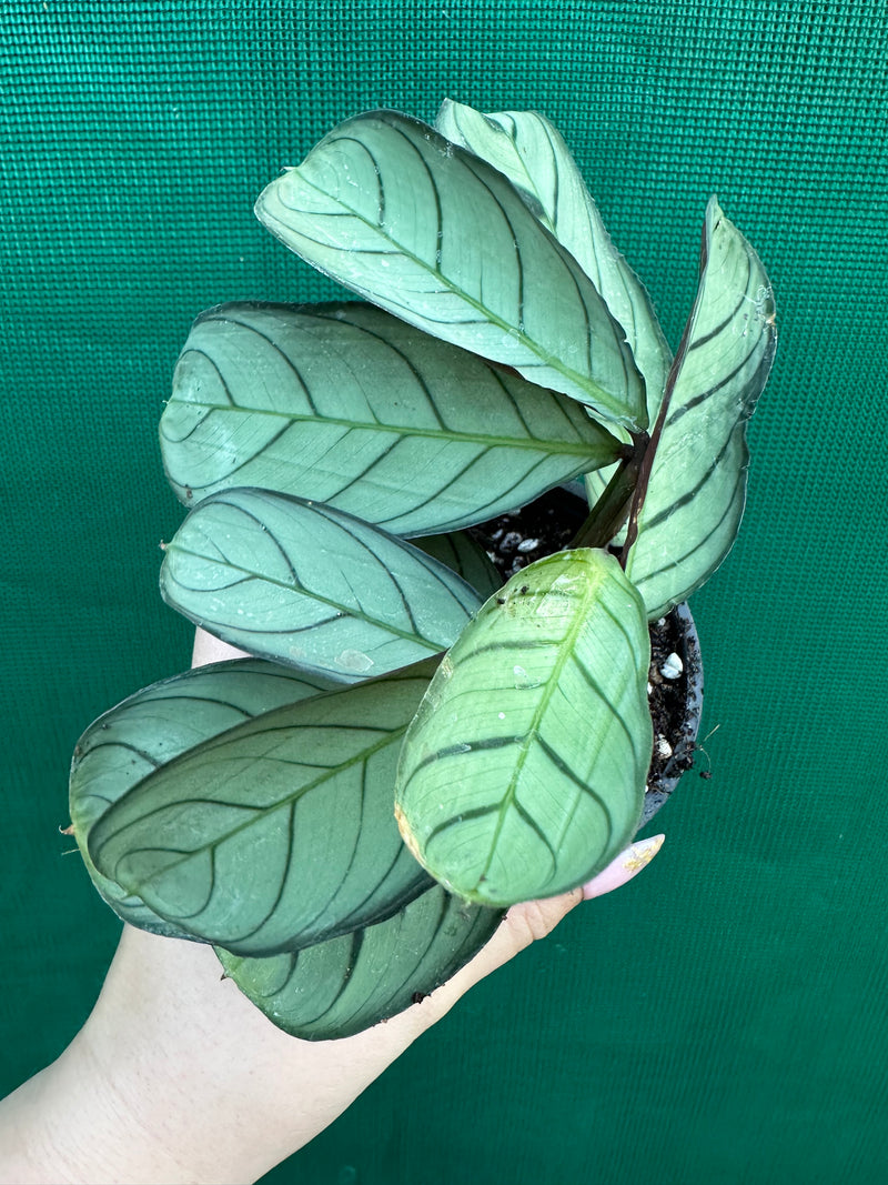 Ctnenanthe ‘Burle-Marxii’