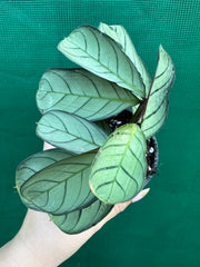 Ctnenanthe ‘Burle-Marxii’