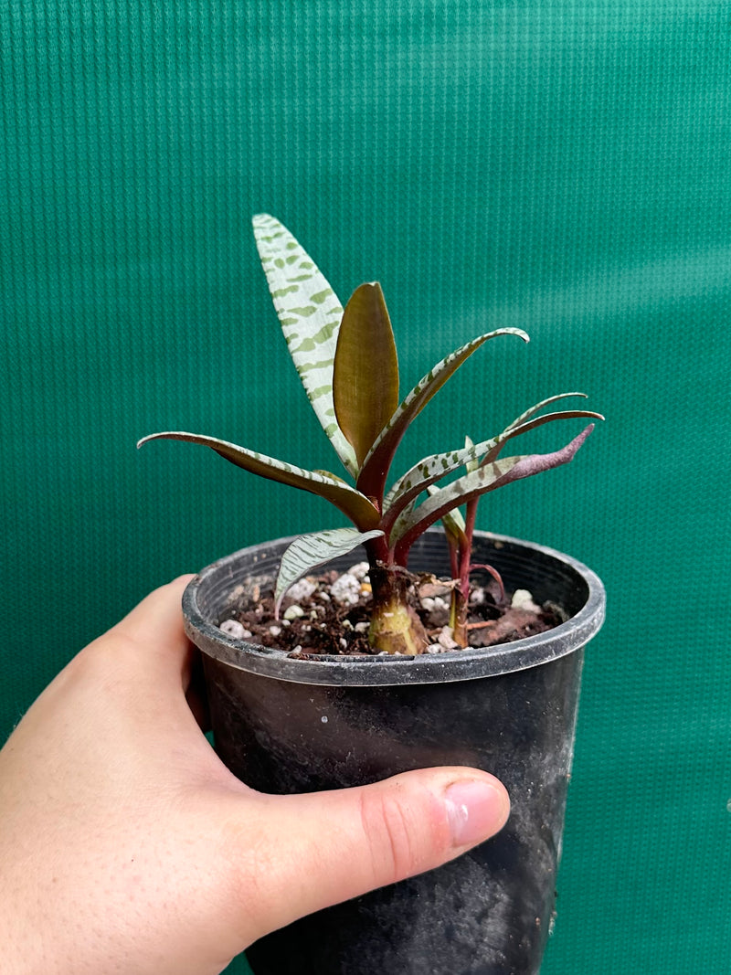 Scilla violacea NEW