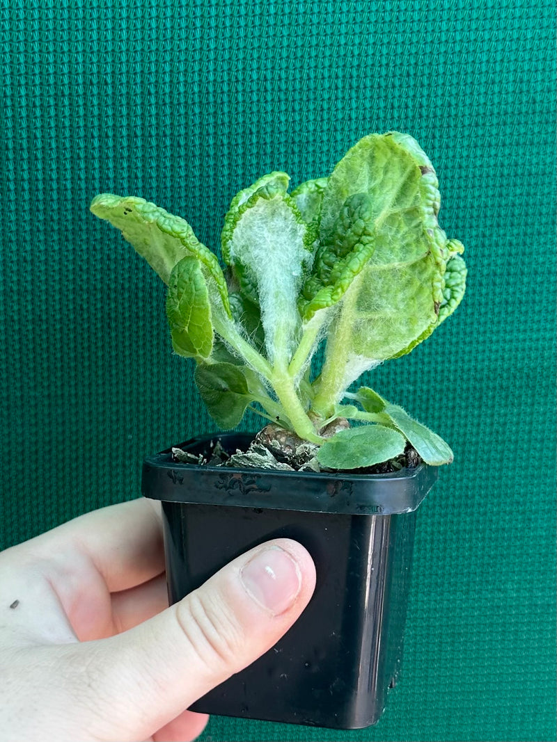 Sinningia Bullata ‘Emerald Forest’