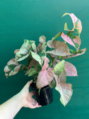 Syngonium ‘Beauty’