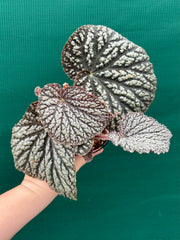 Begonia ‘Sri Lankan Beauty’
