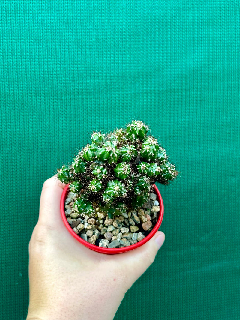 Cereus monstrose