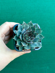 Sempervivum ‘Blue Boy’ NEW