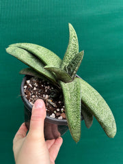 Gasteria batesiana NEW