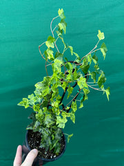 Hedera Ivy ‘Stardust’