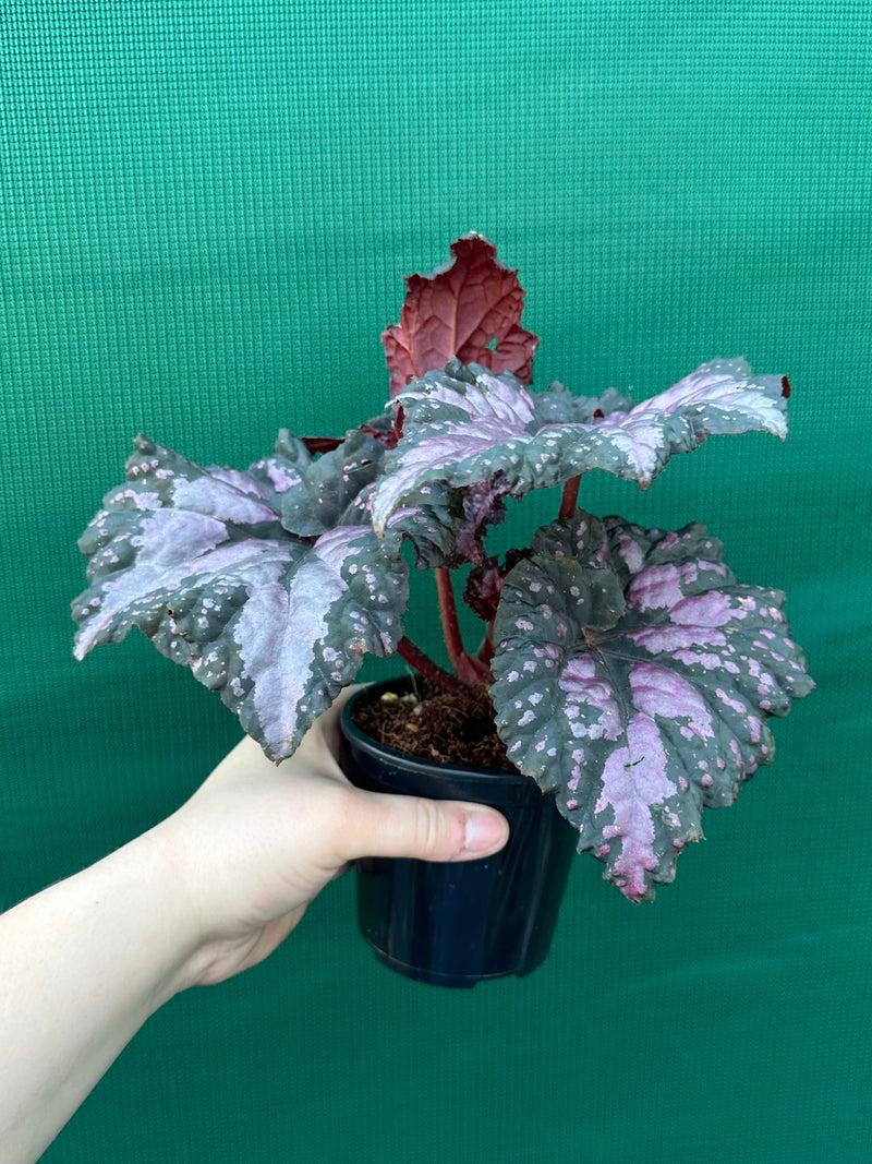 Begonia ‘Twisted Sister’