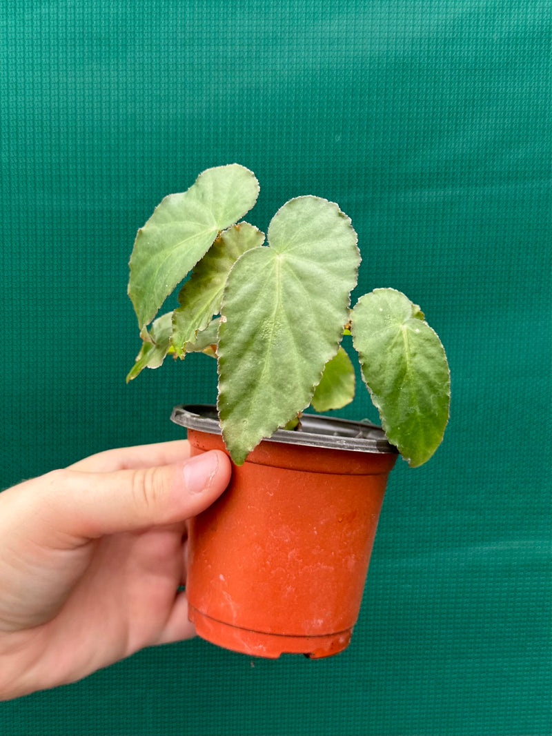 Begonia ‘Dietrichiana’