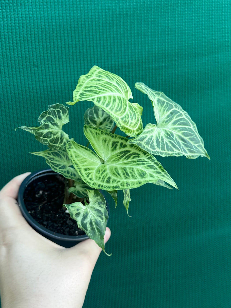 Syngonium podophyllum ‘Batik’