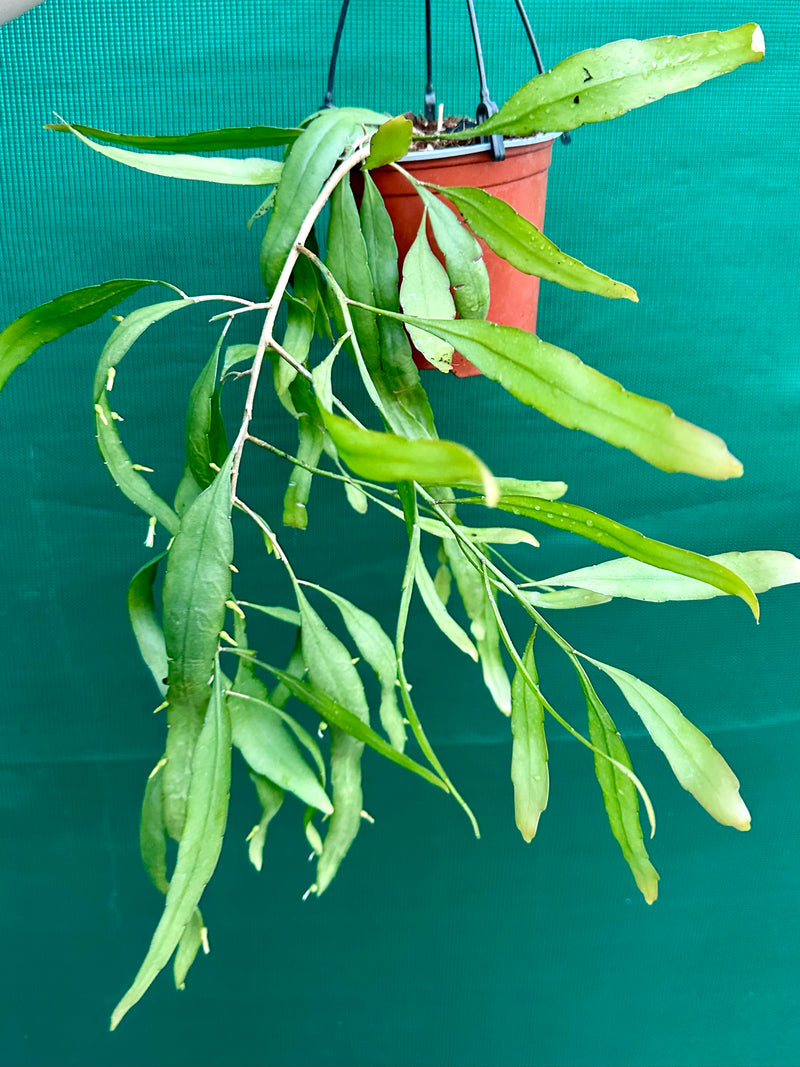 Ramulosa Green NEW