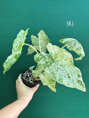 Alocasia odora batik ‘Splash’