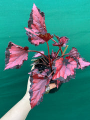 Begonia ‘Red Kiss’