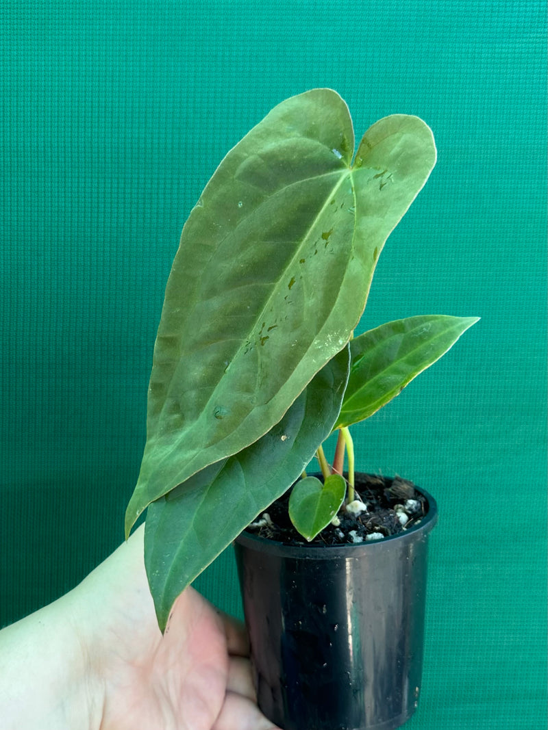 Anthurium ‘Jessica Rabit’ x Papx  NEW