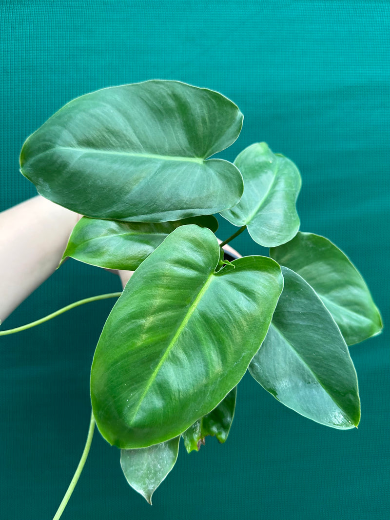 Philodendron ‘Burle Marx’