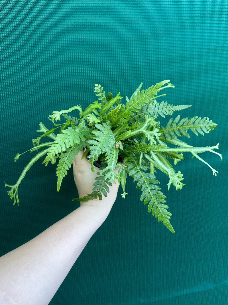 Pteris Fern Unknown 3
