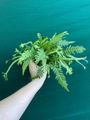 Pteris Fern Unknown 3