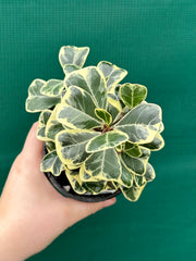 Ficus albo