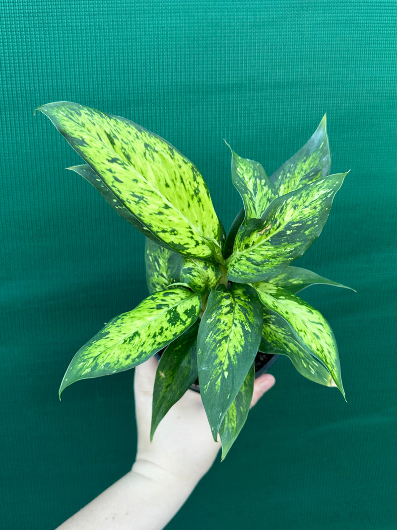Dieffenbachia ‘Star Bright’ NEW