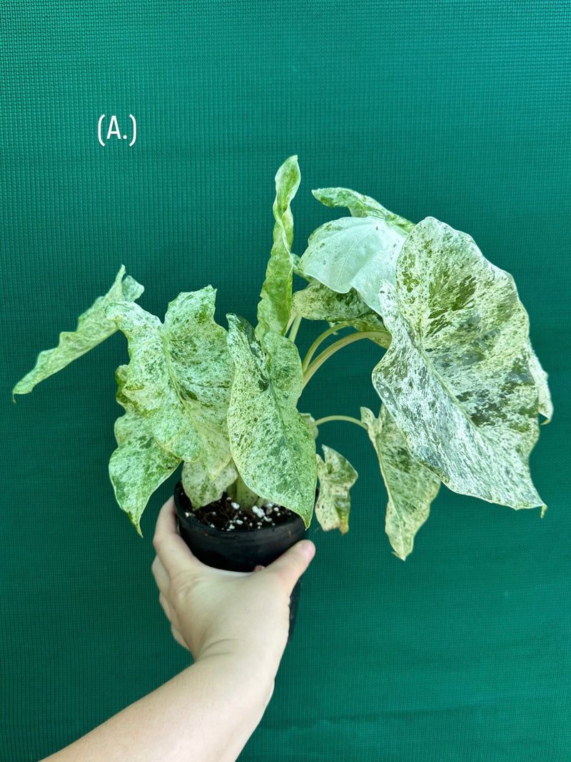 Alocasia odora batik ‘Splash’