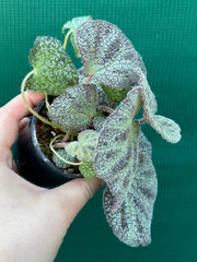 Begonia ningingensis (White Form) NEW