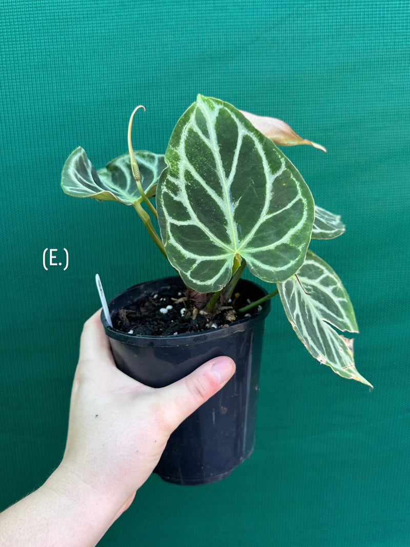 Anthurium crystallinum hybrid NEW