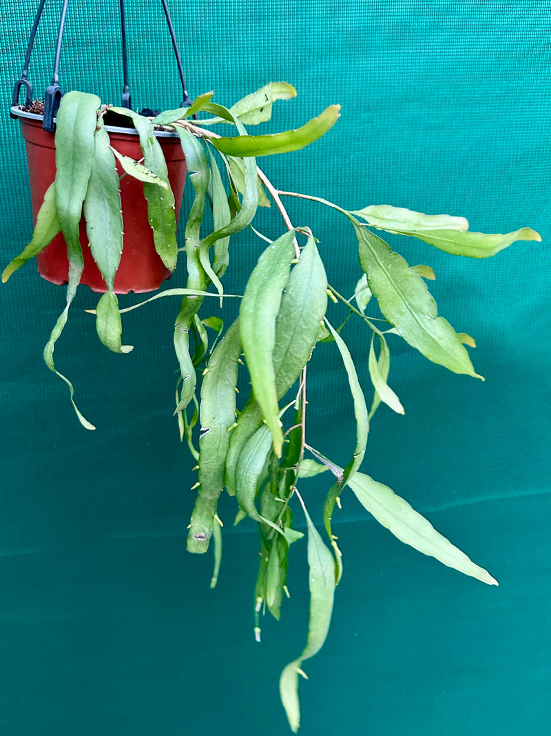 Ramulosa Green NEW